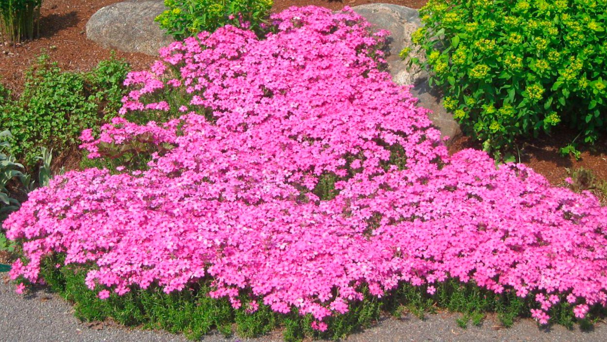 Камнеломка Арендса Schneeteppich