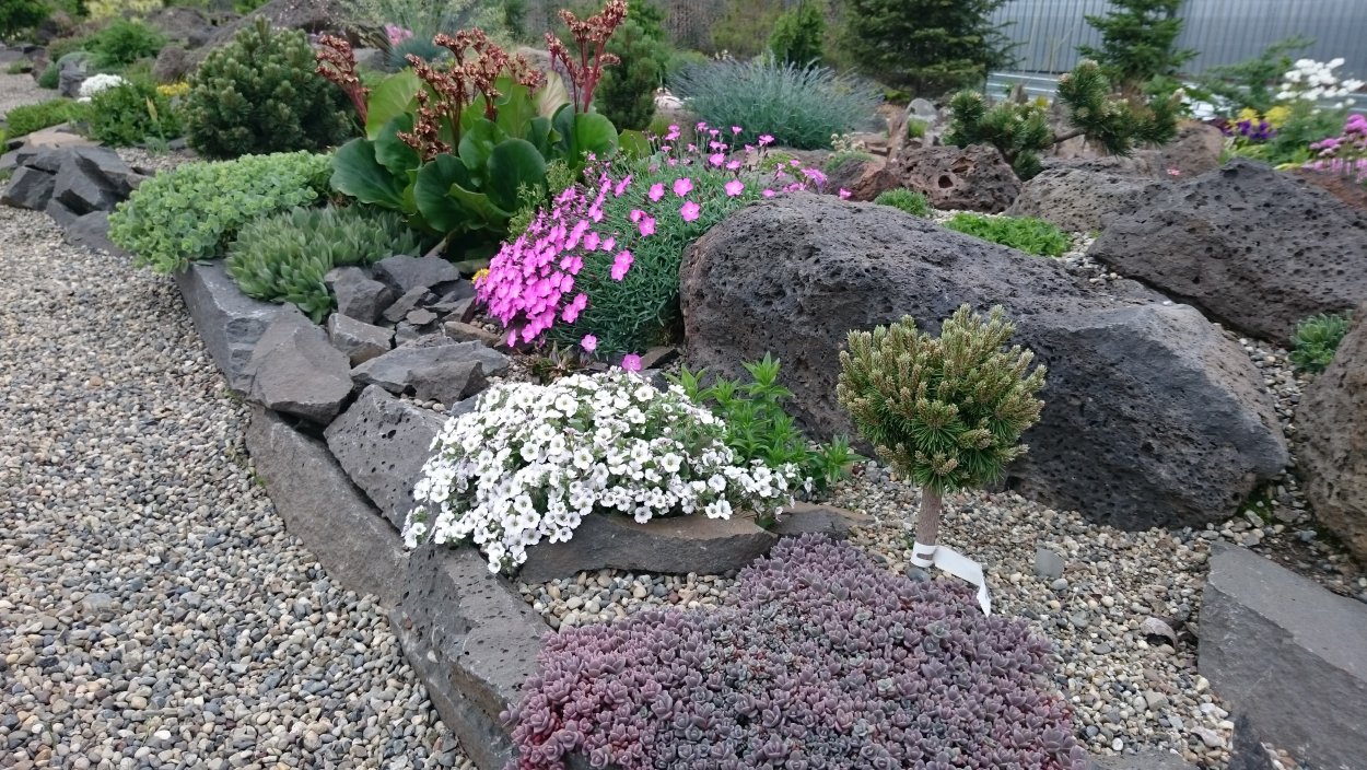 Вербейник монетчатый