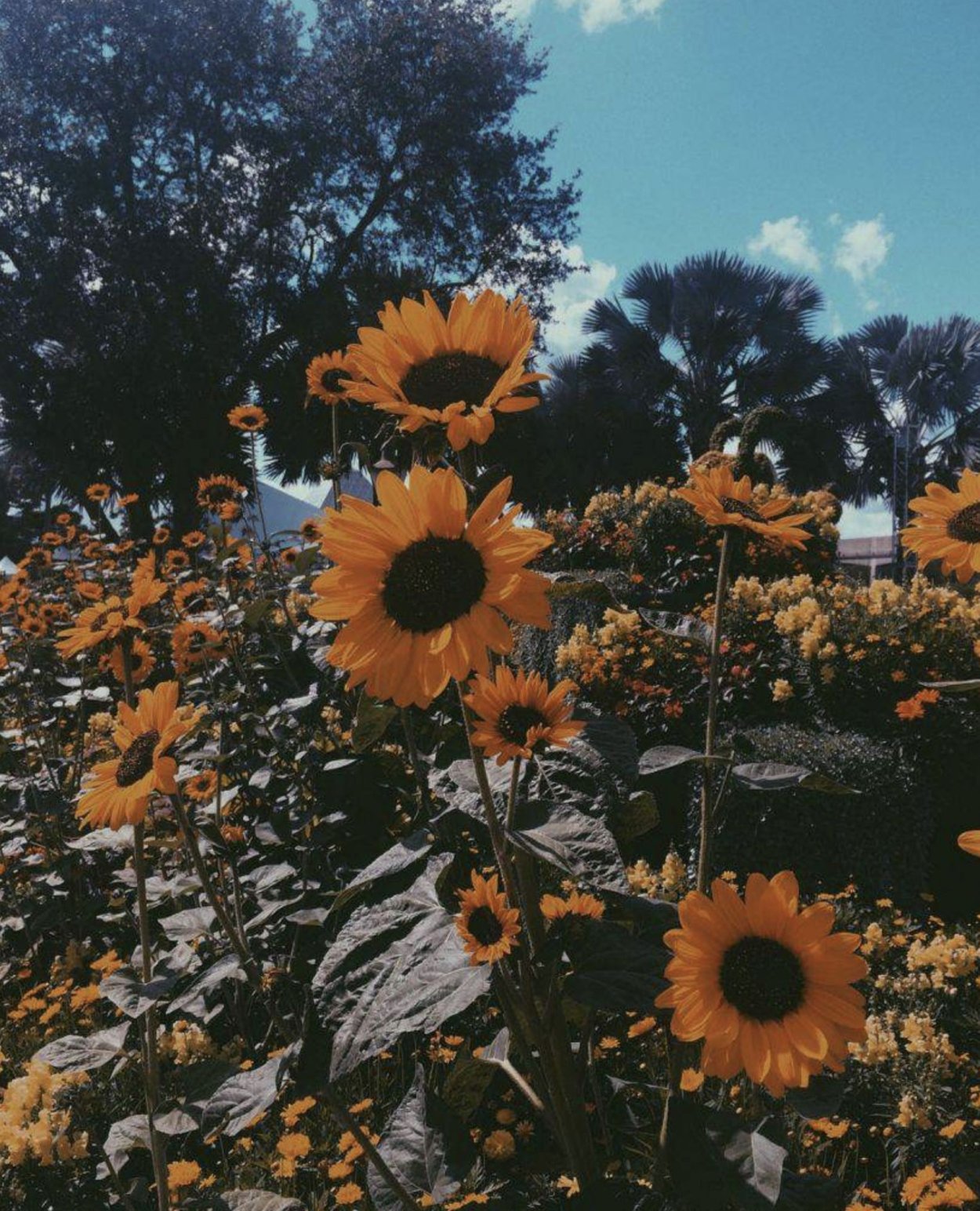 Девушка с подсолнухами Эстетика