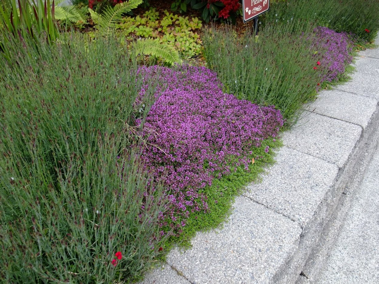 Теневой почвопокровник