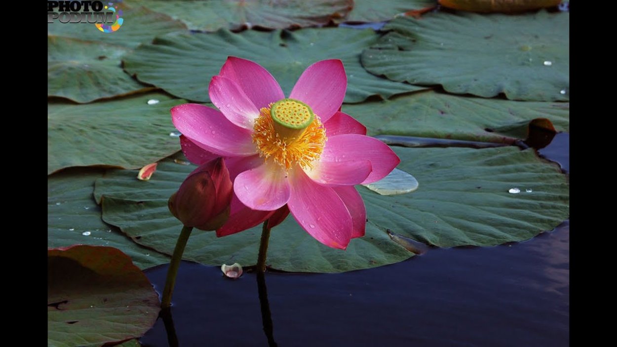 Лотос орехоносный Nelumbo nucifera