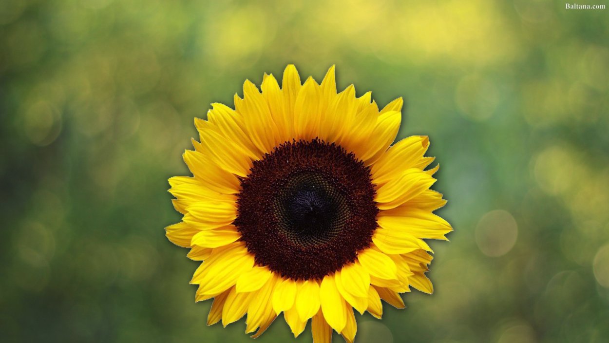 Sunflower background Dawn