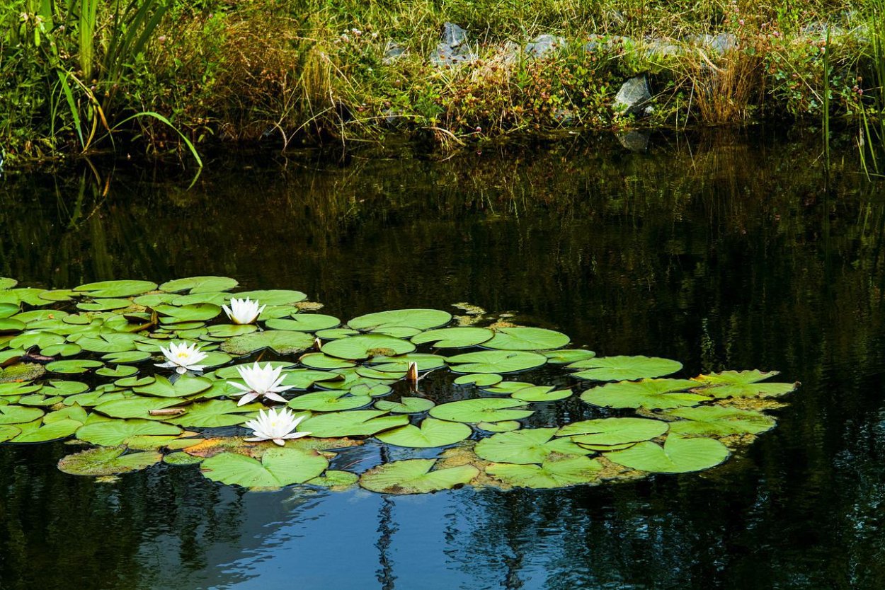 Болото Пантанал кувшинки