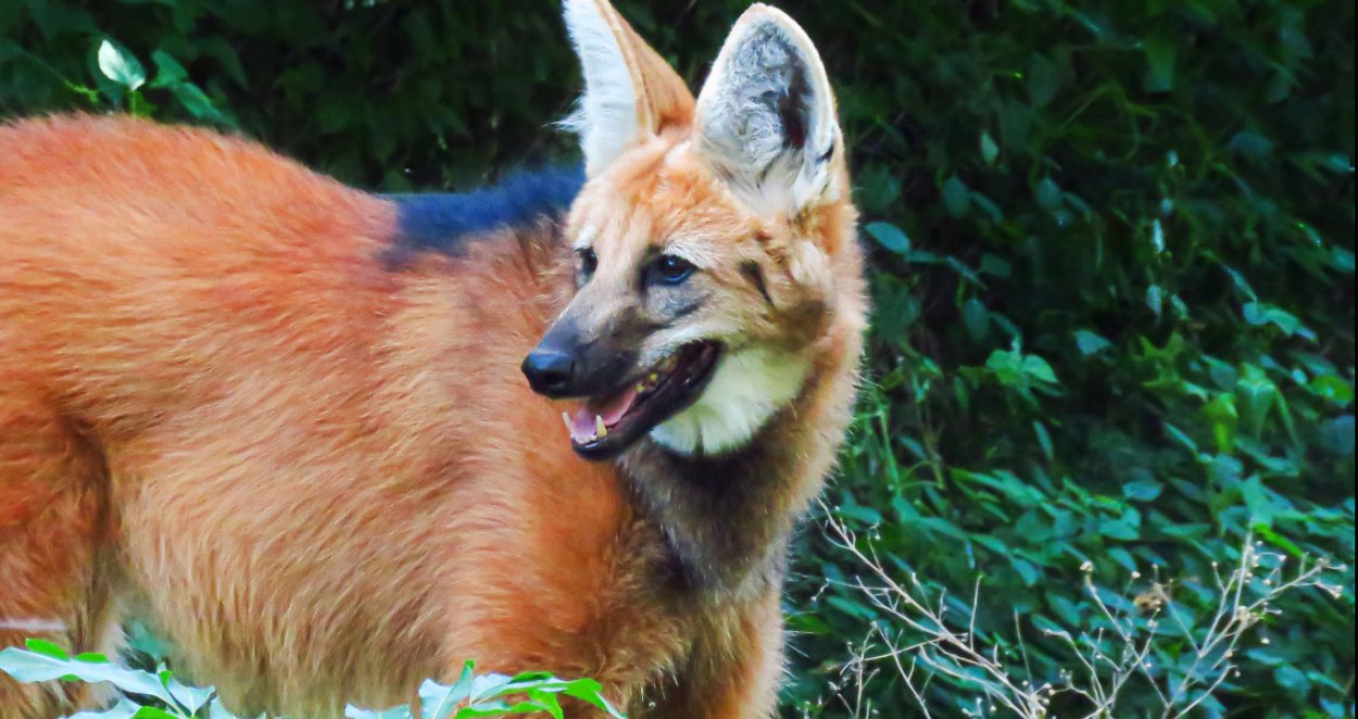 Лобо гуара животное