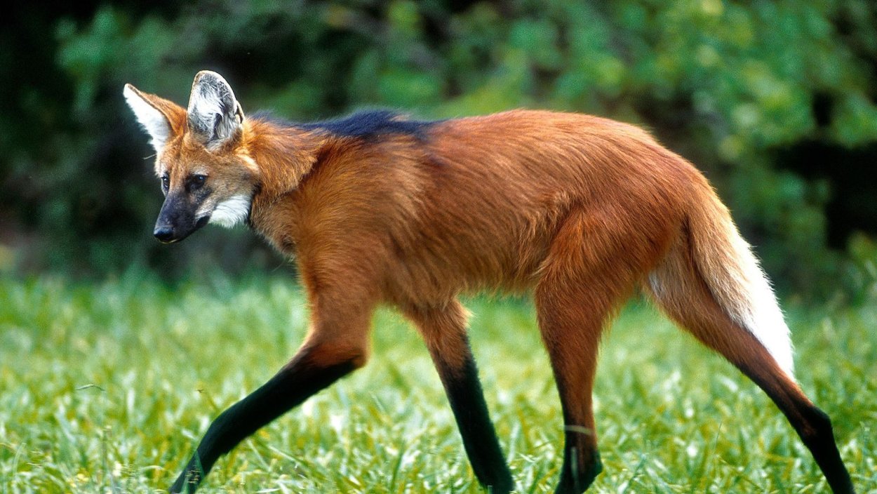 Агуарачай-Гривистый волк