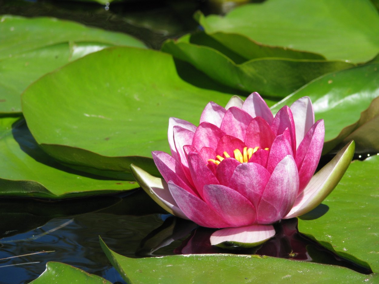 Цветы растущие на болоте