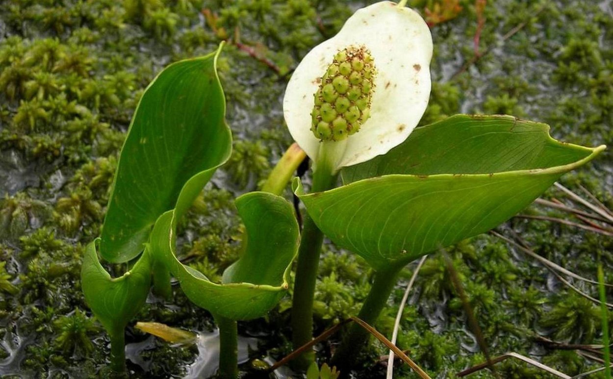 Белокрыльник болотный цветок