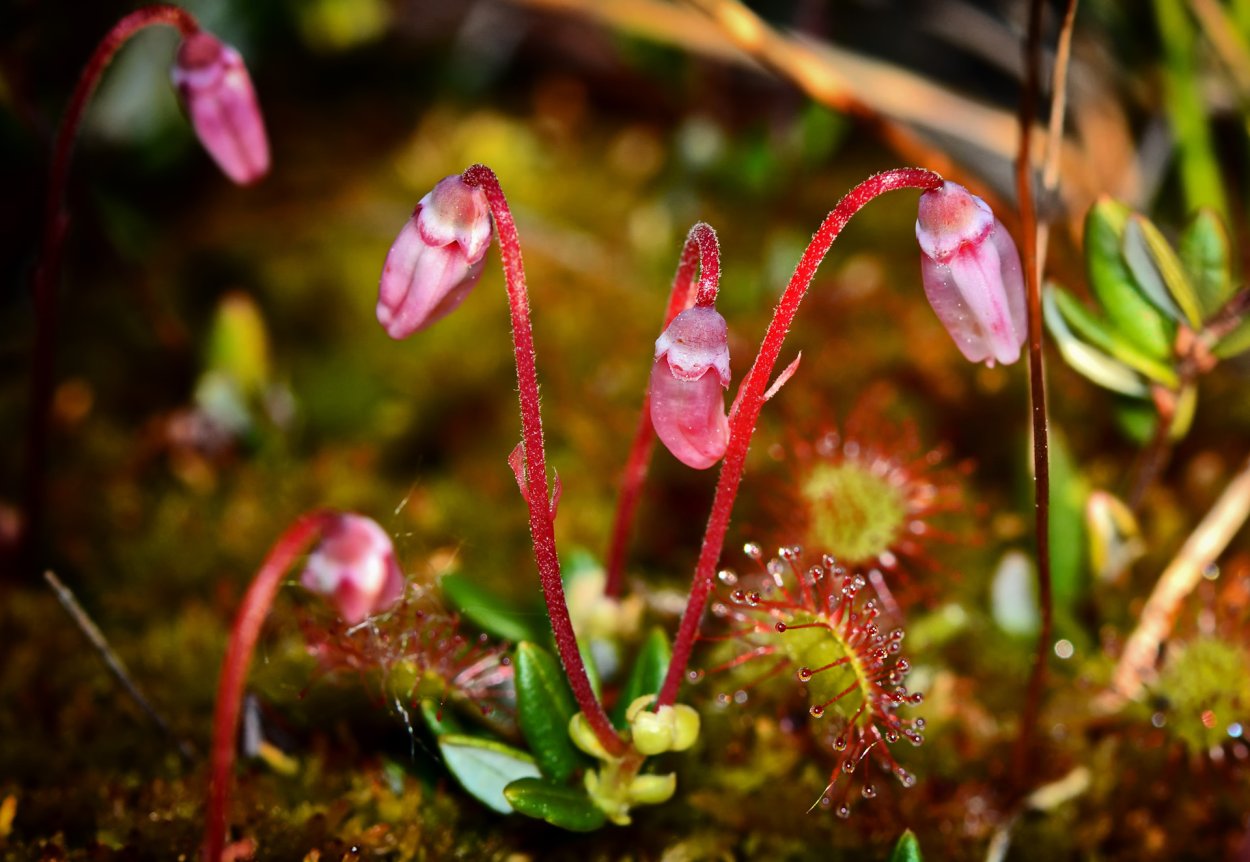Водные животные и растения