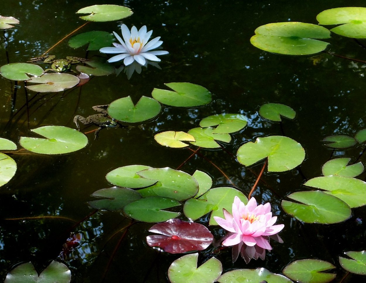 Кувшинка Розея