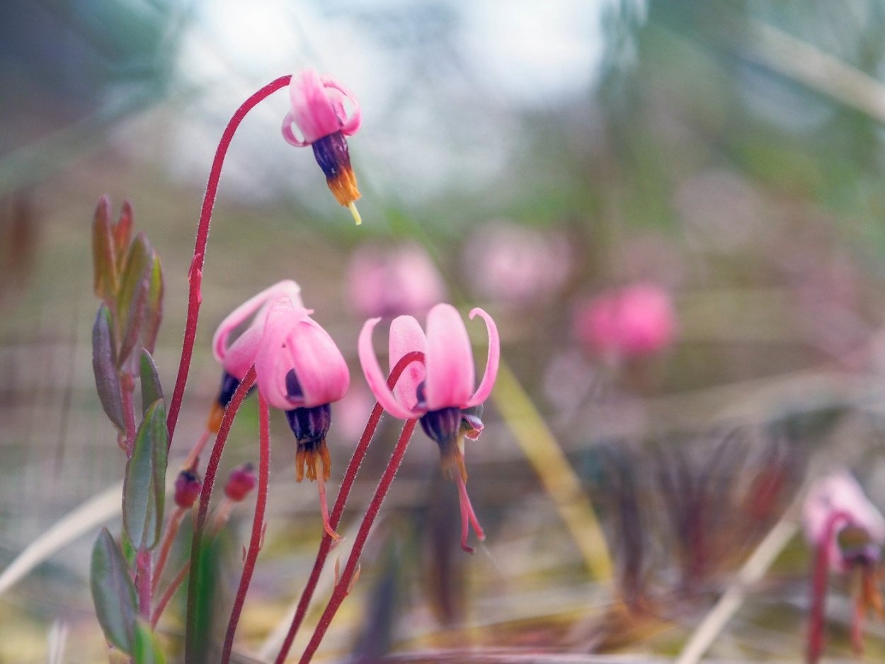 Венерин башмачок крапчатый