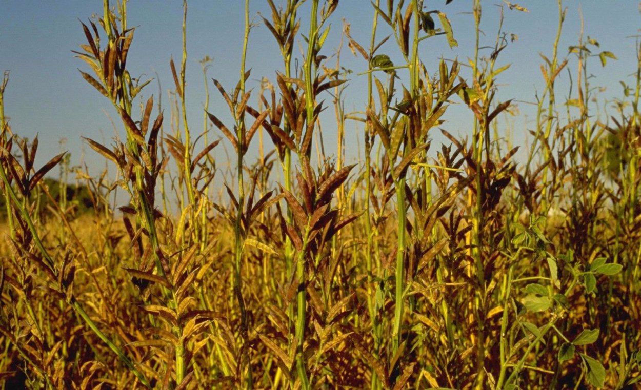 Индийская Акация гуара