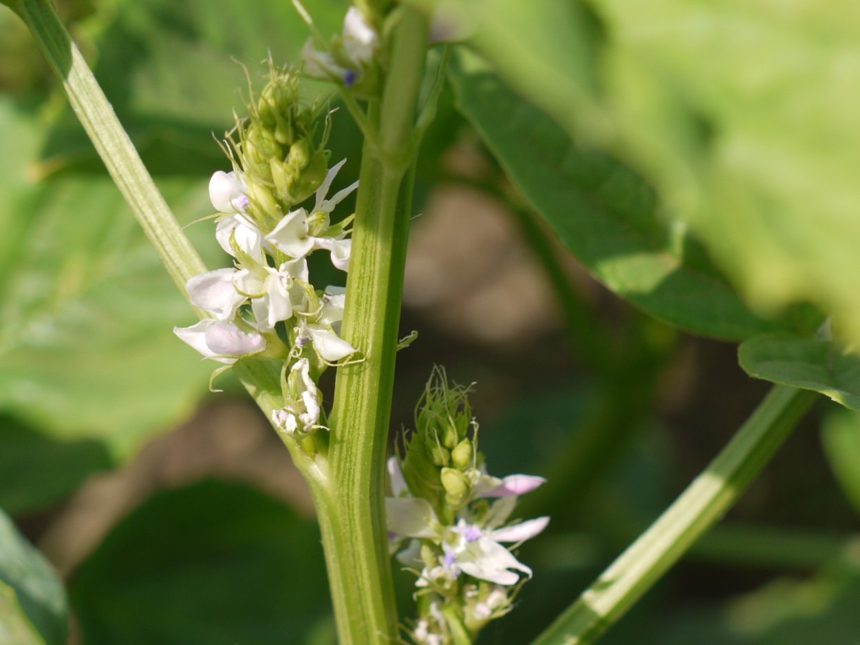 Циамопсис четырёхкрыльниковый