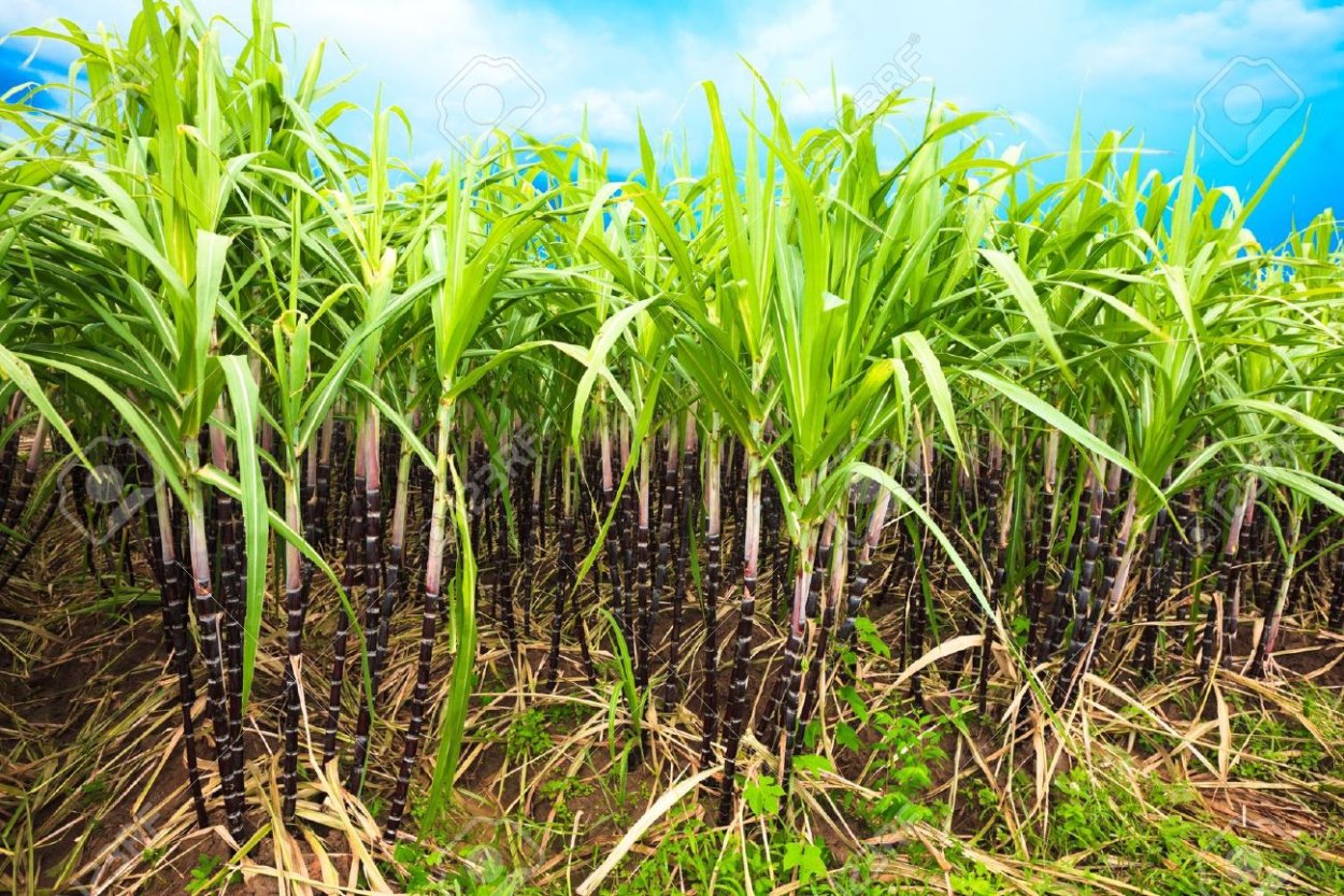 Сахарный тростник содержит 9. Гавайи сахарный тростник. Сахарный тростник культивируемый. Парагвай сахарный тростник. Мексика сахарный тростник.