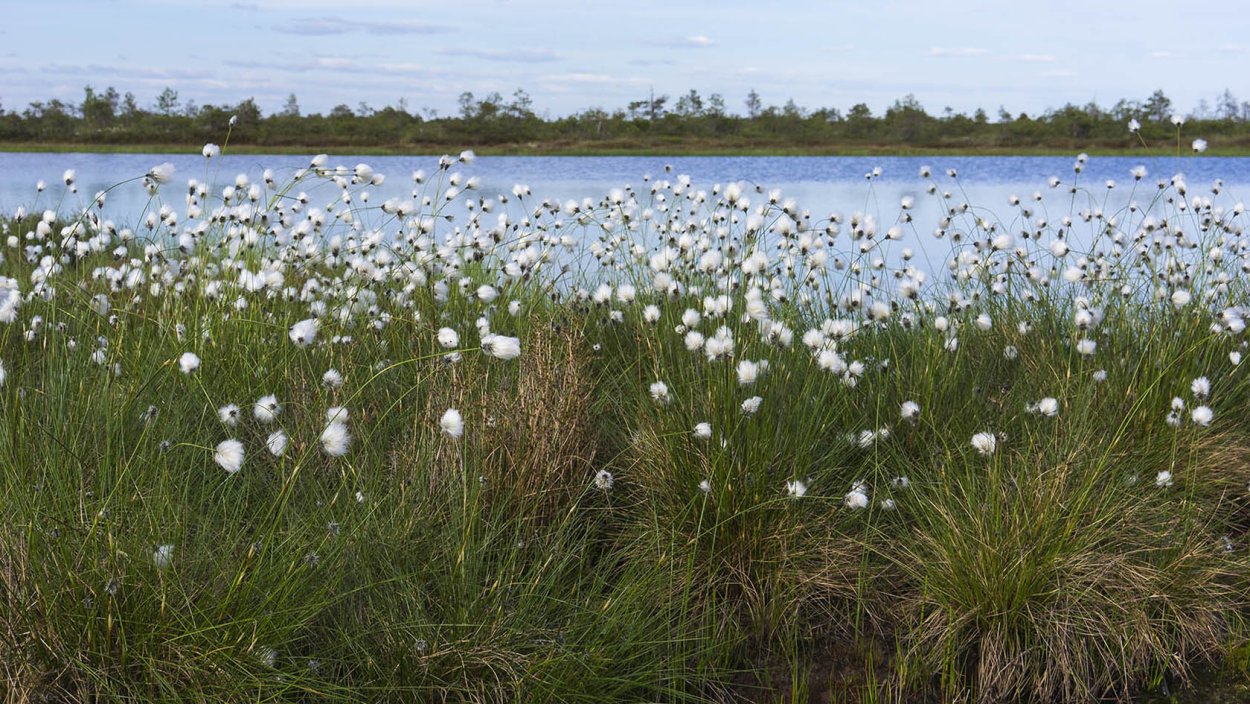 Пушица в Карелии