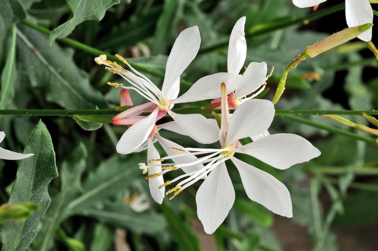 Гривистый волк Южной Америки