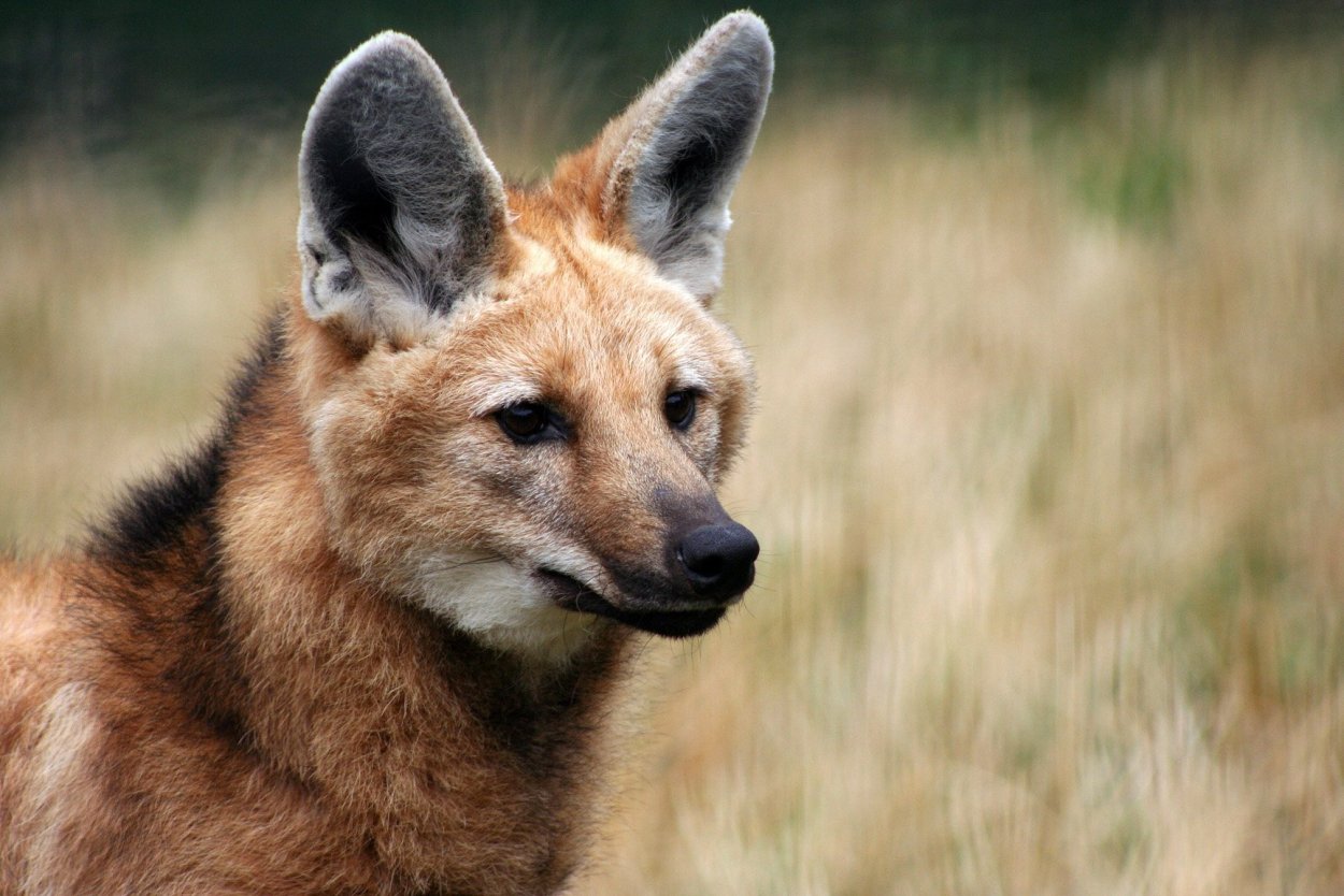 Гаура Спаркли Вайт