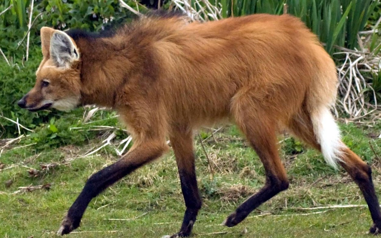 Цветок Гаура Линдхеймера