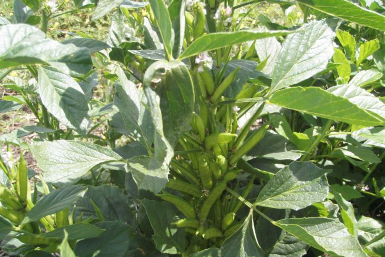 Гаура Рейнбоу