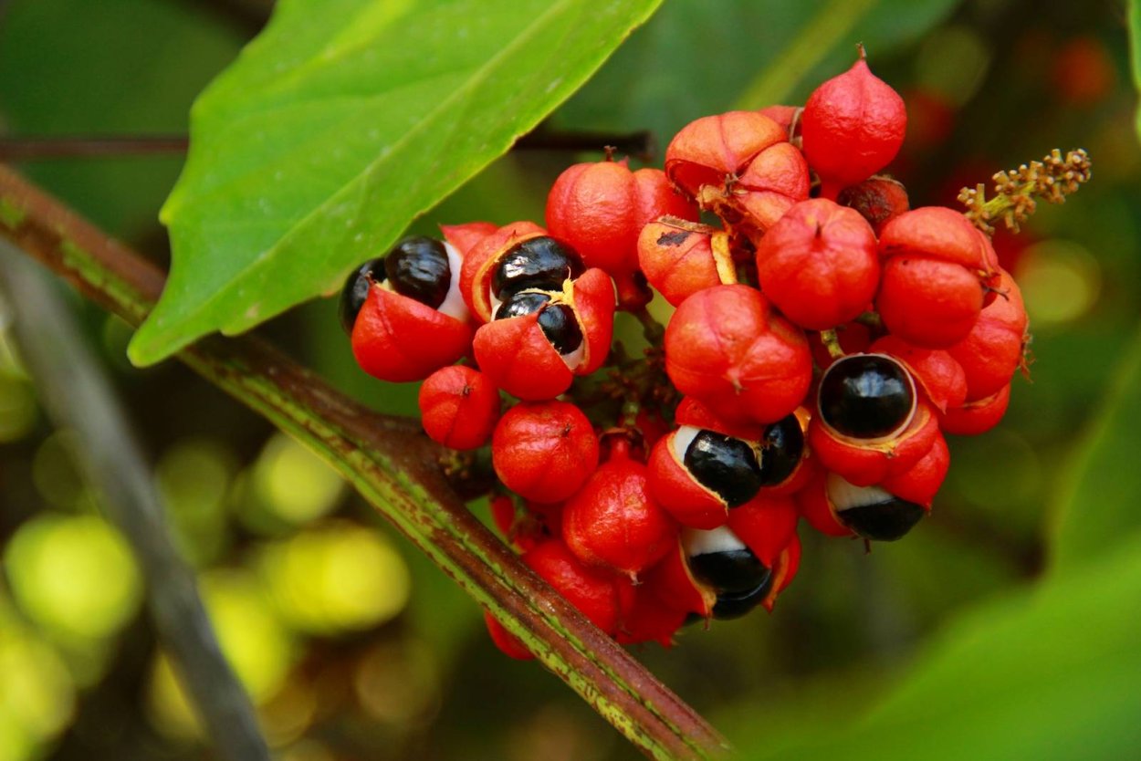 Гуарана специя