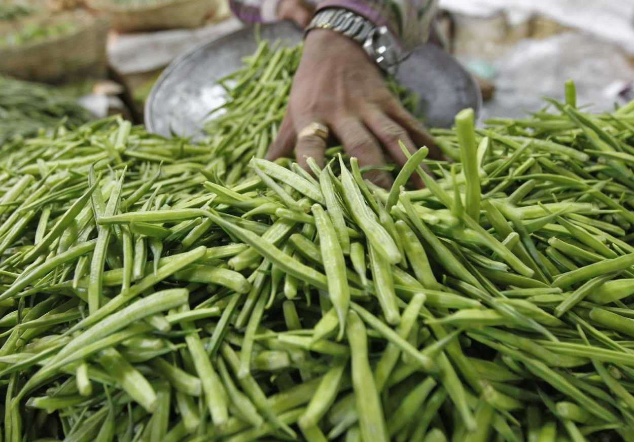 Эфиопский Гривистый волк