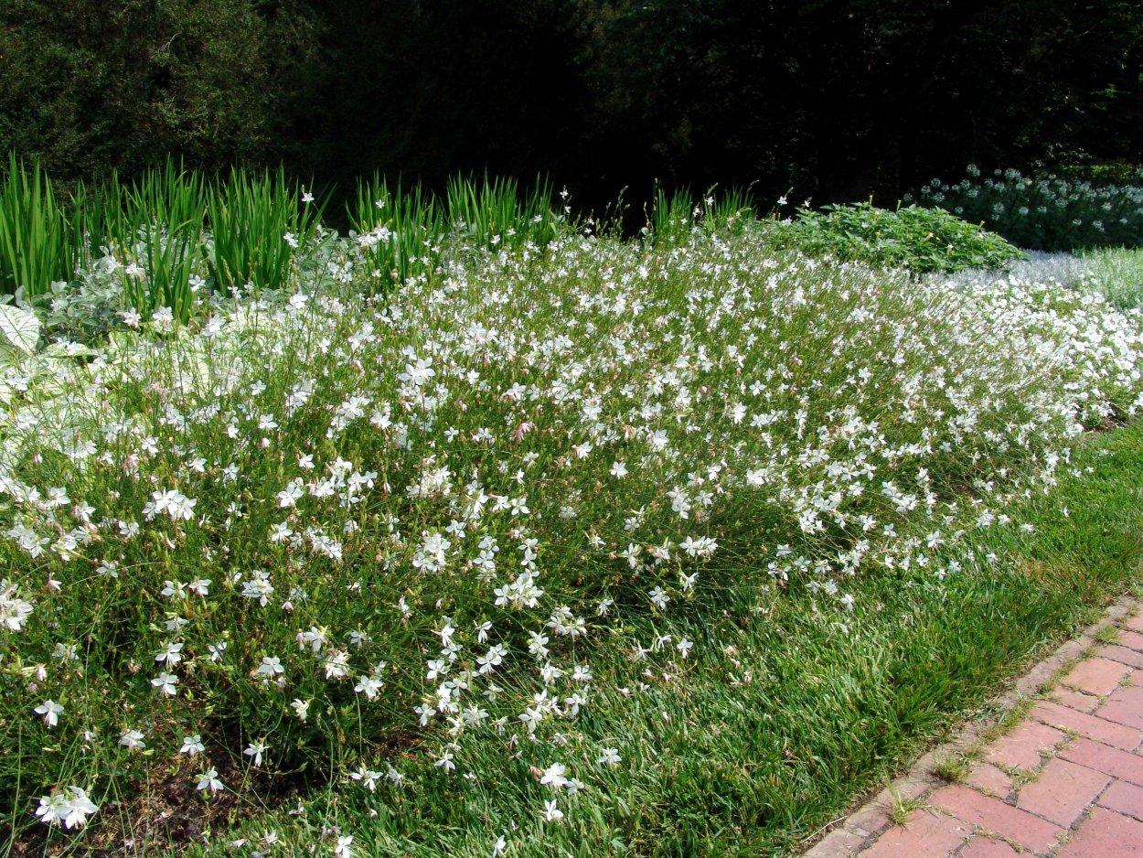 Гривистый волк