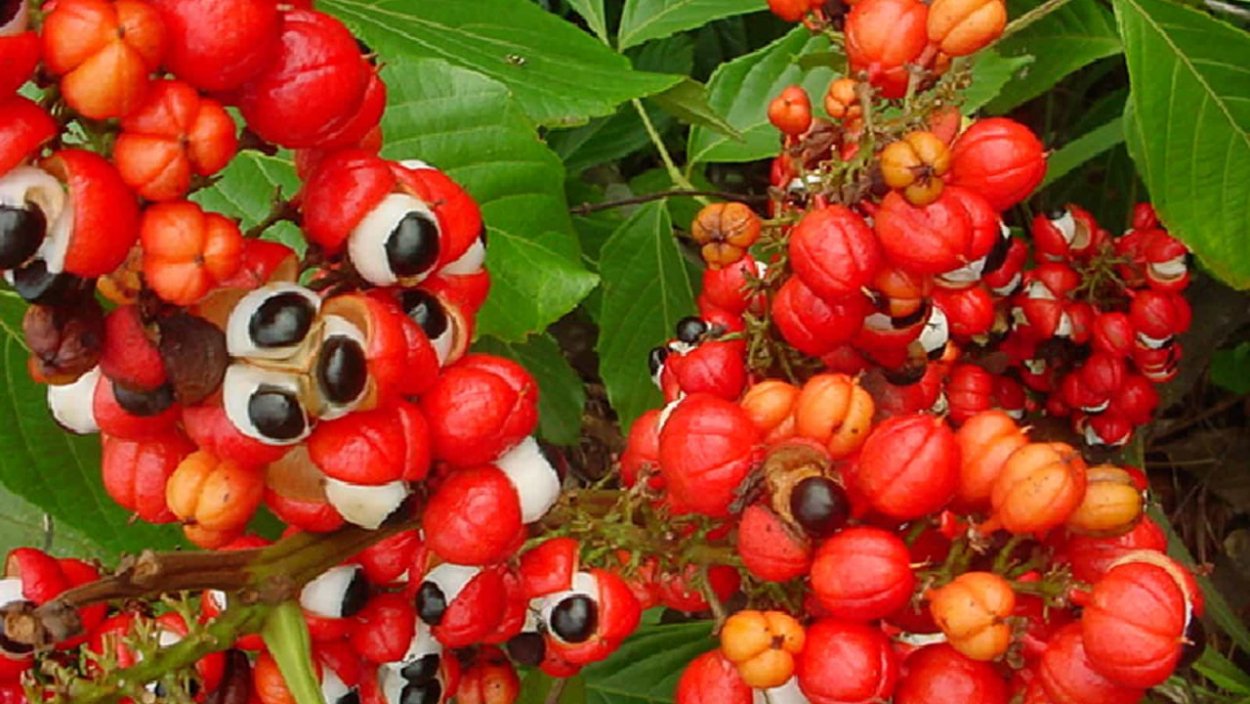 Гуаровая камедь (гуар) (50г)