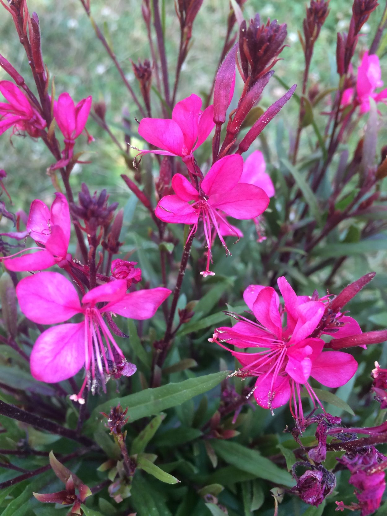 Гоар Аветисян