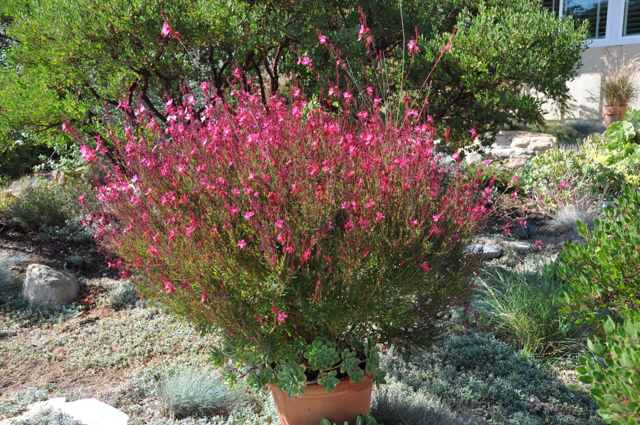 Тысячелистник чихотный Нана компакта