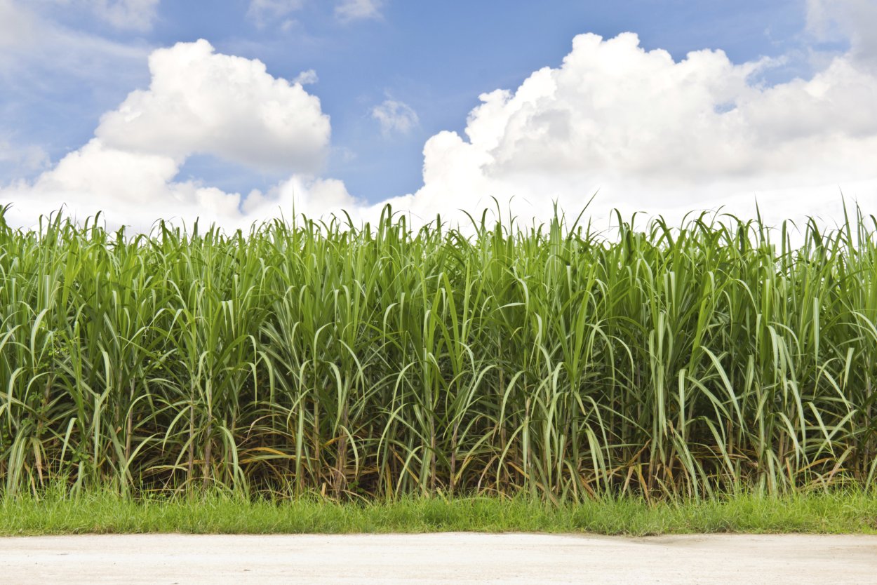 Известно что сахарный тростник. Плантации сахарного тростника в Бразилии. Сельскохозяйство Египта сахарный тростник. Сахарный тростник в Египте. Гавайи сахарный тростник.