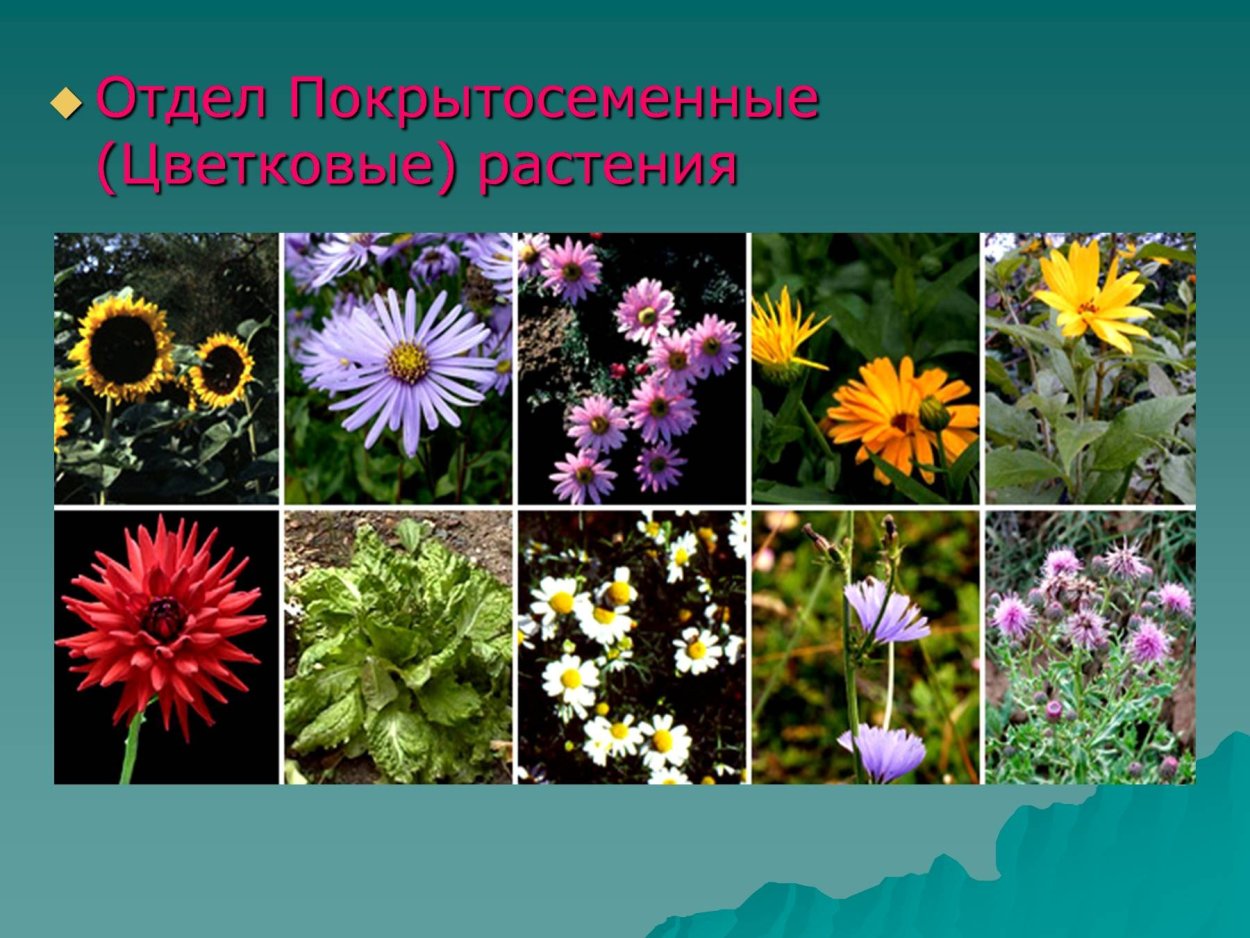 Покрытосеменных цветковых растений