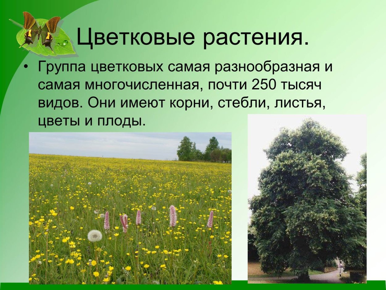 Группа растений цветковые