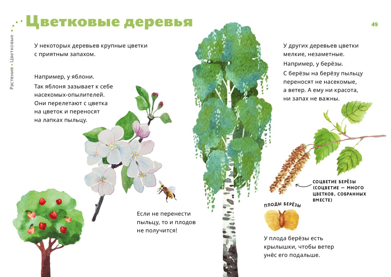 Цветковые растения деревья