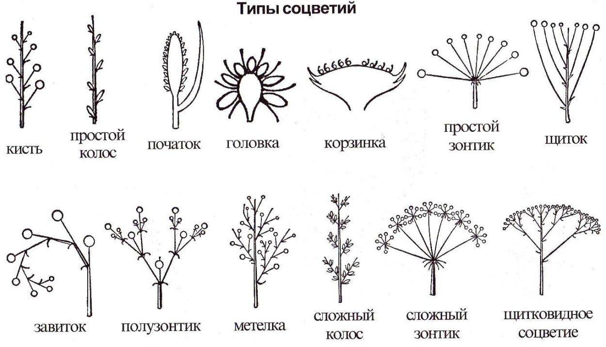 Фрондозное соцветие