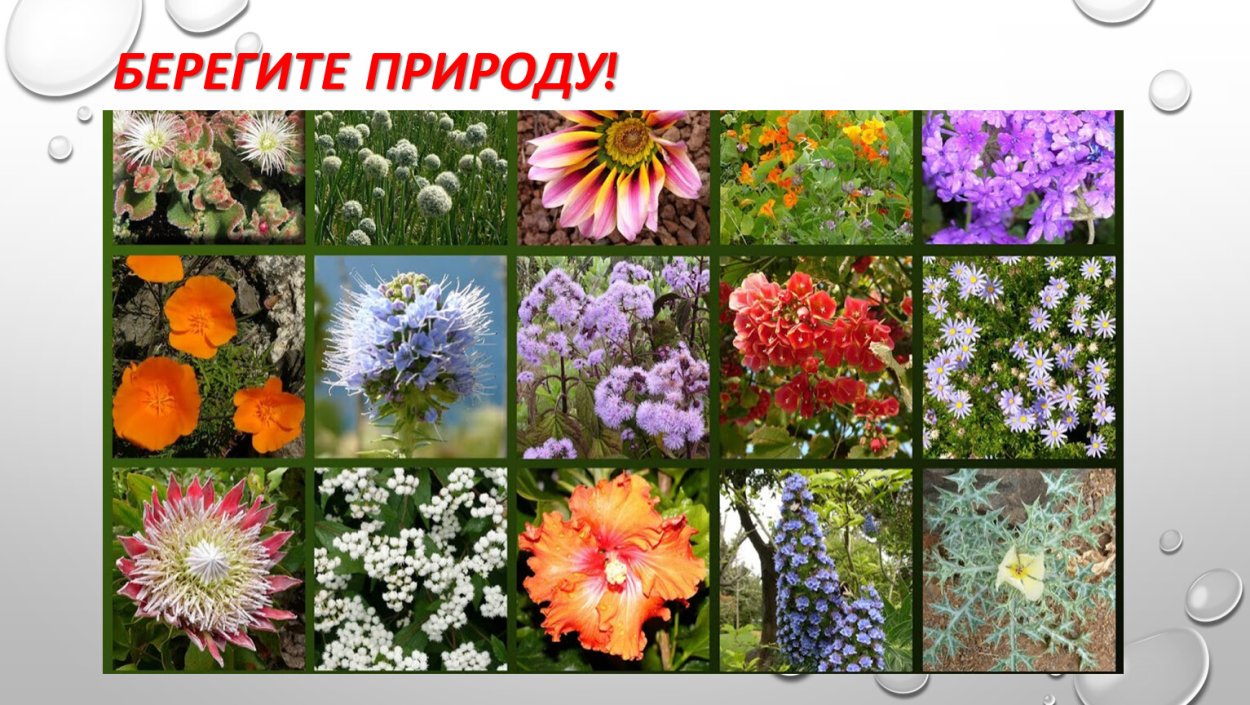 Многообразие цветковых