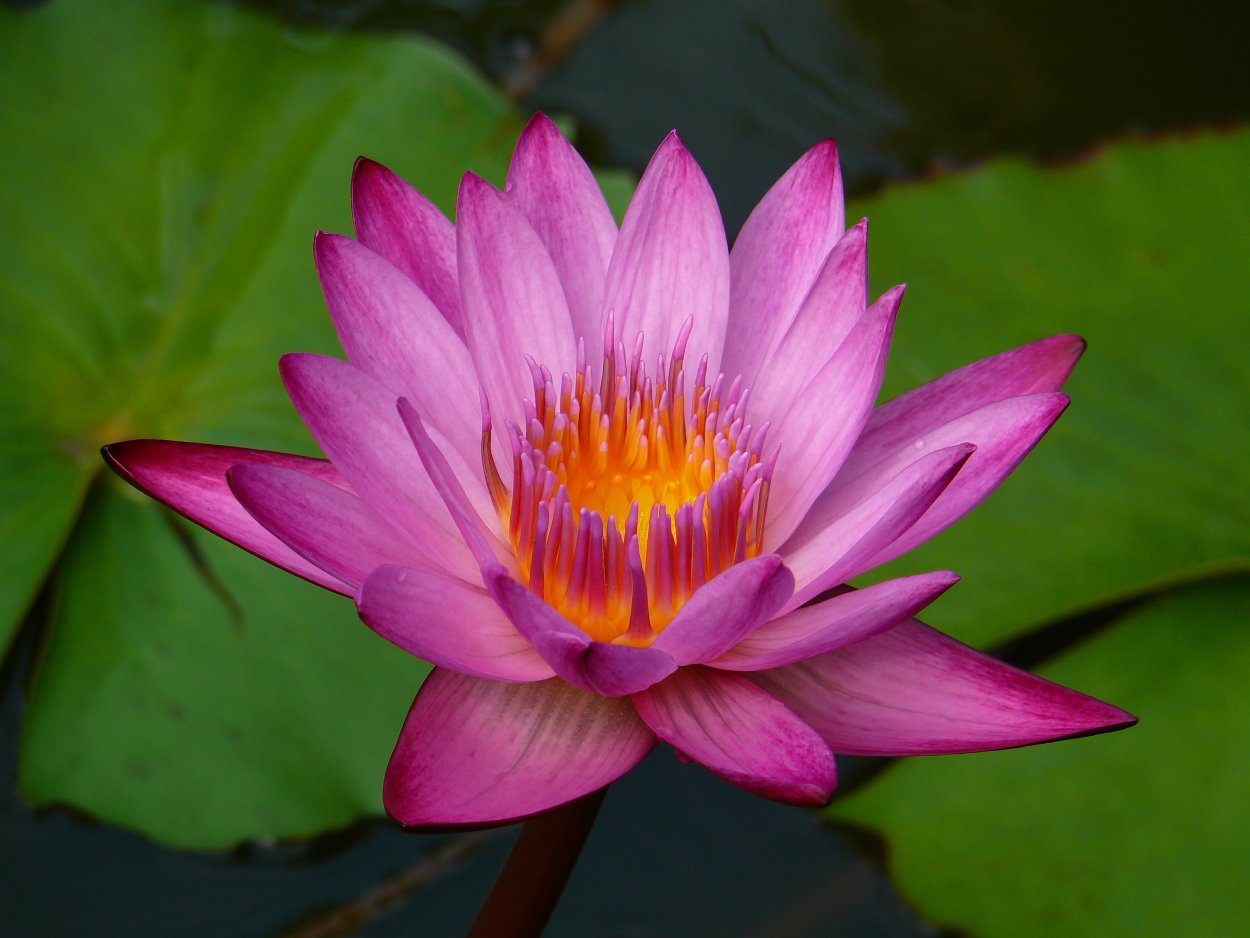 Лотос биология