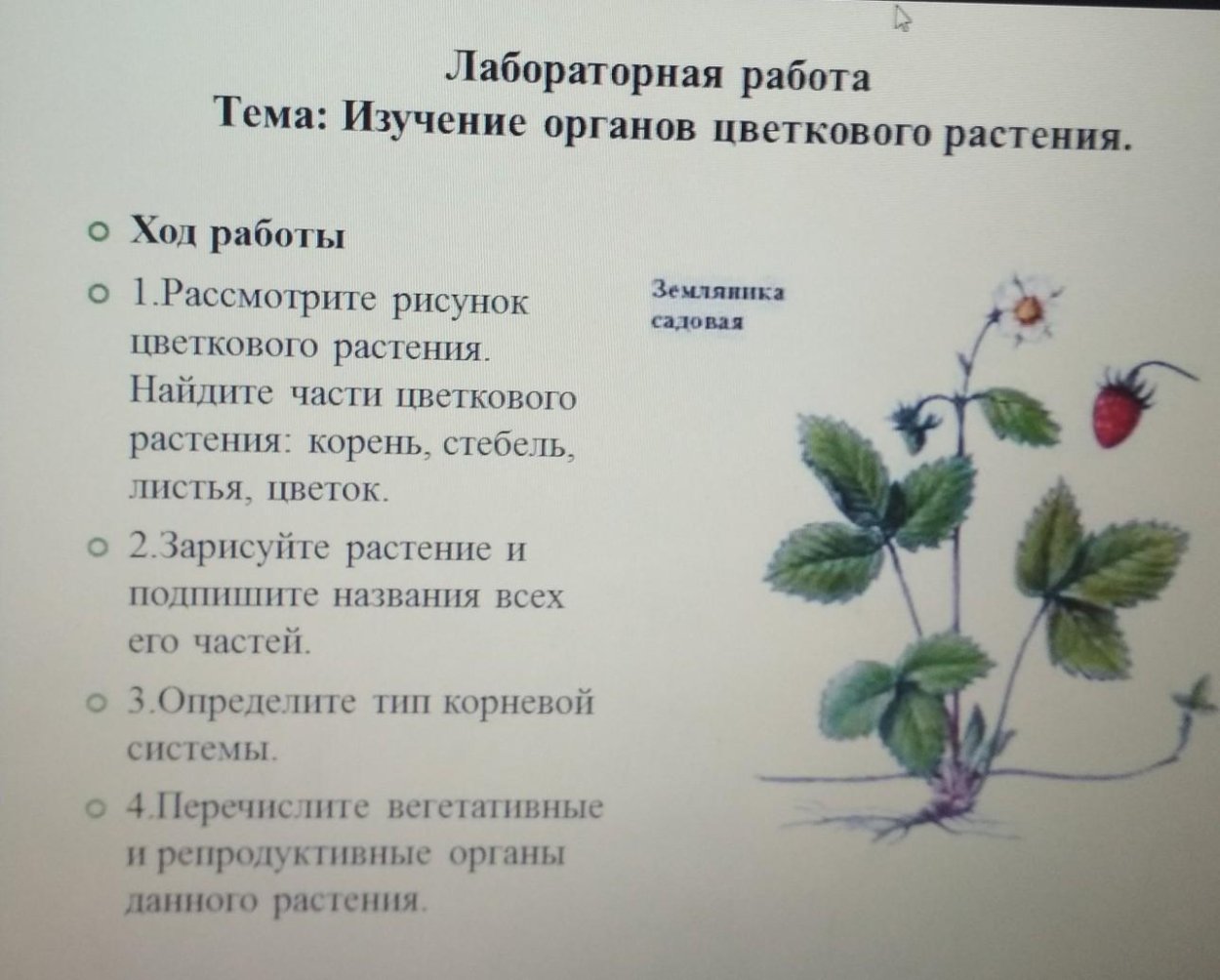 Презентация по биологии 6 класс растения в искусстве