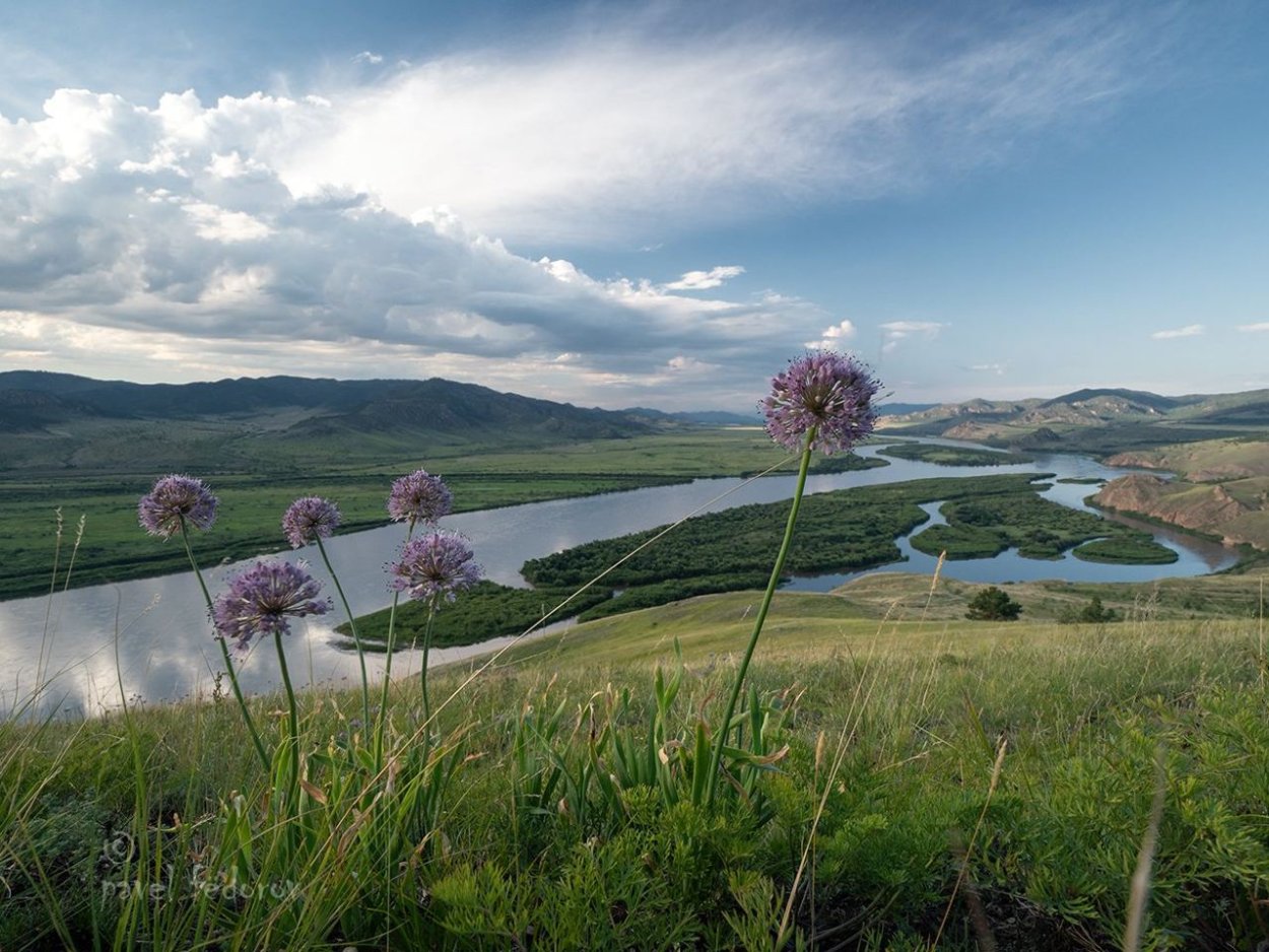 Растения и животные реки селенга