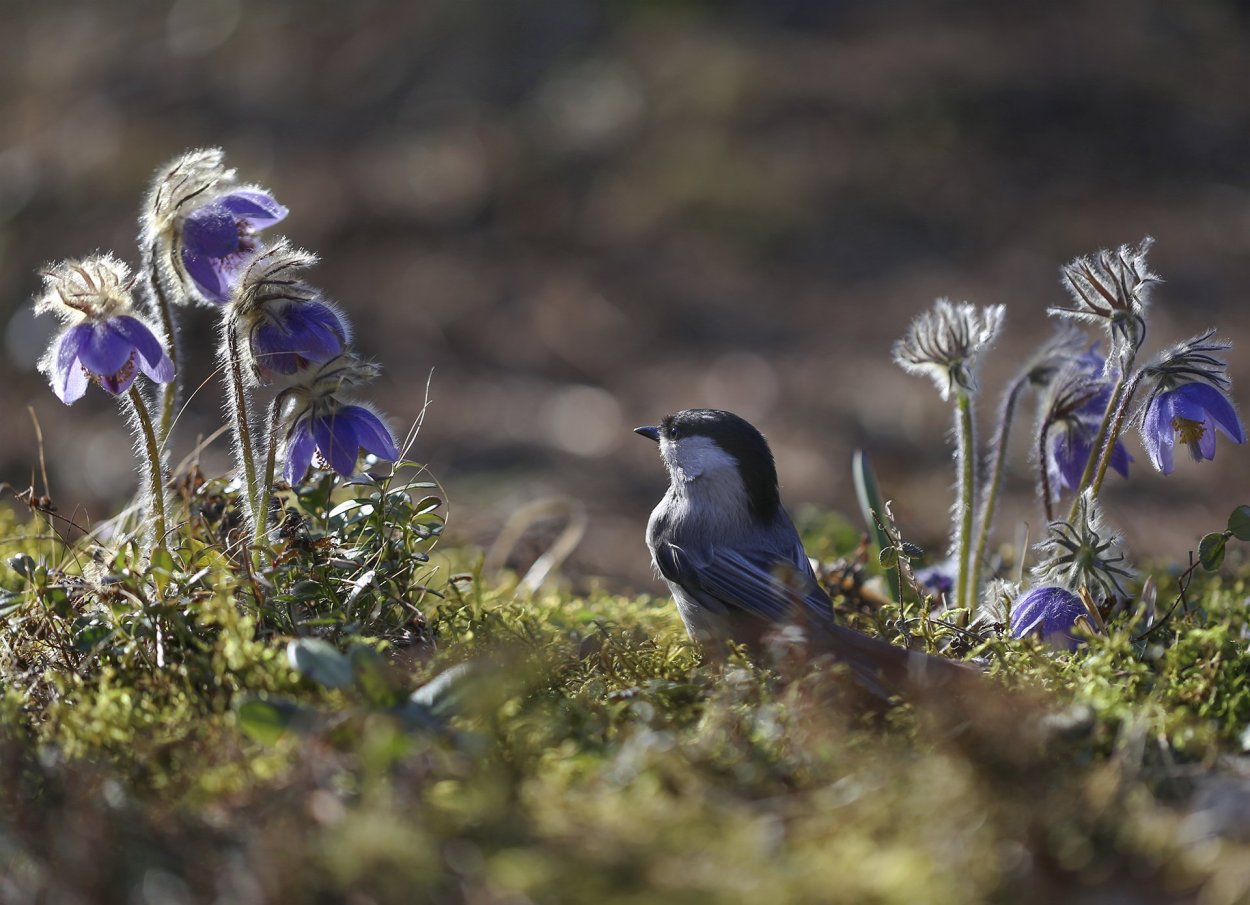 Евгения Левина Якутия