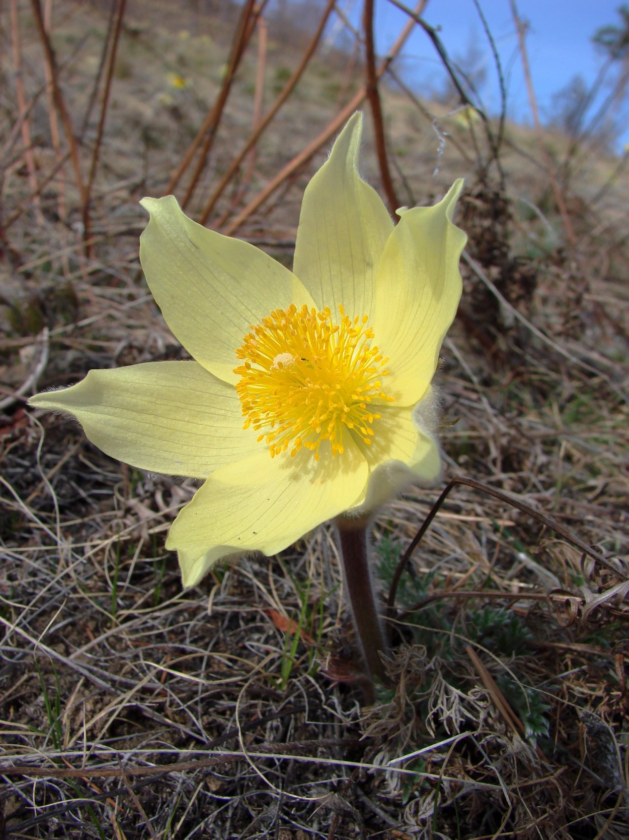 Сардаана и Ньургуьун
