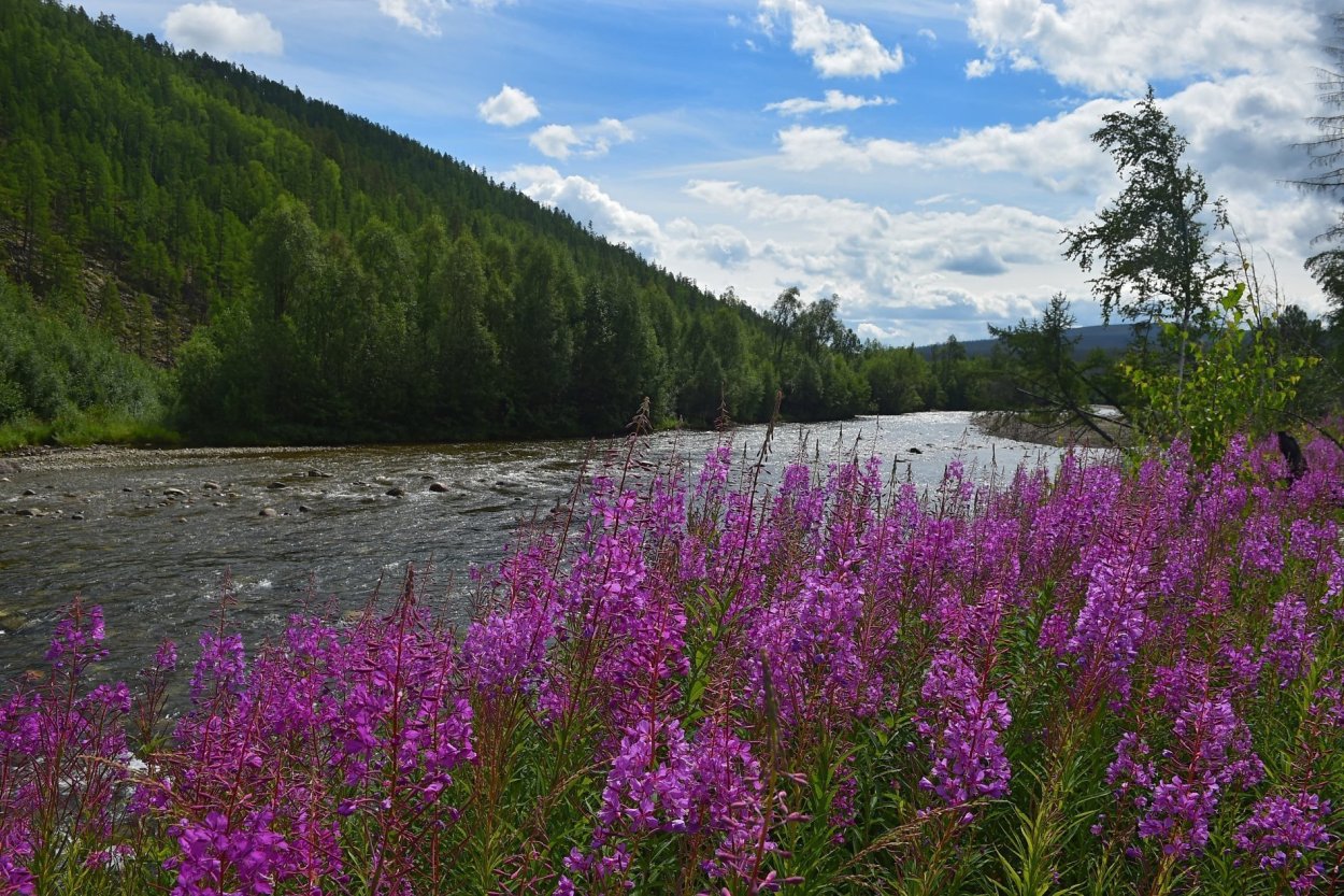 Флора Якутии