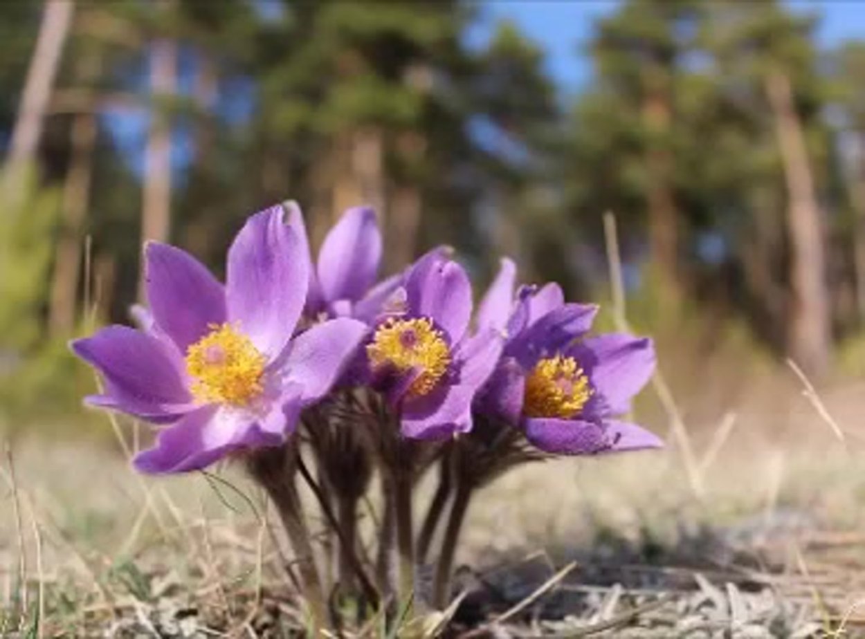 Подснежники Якутии