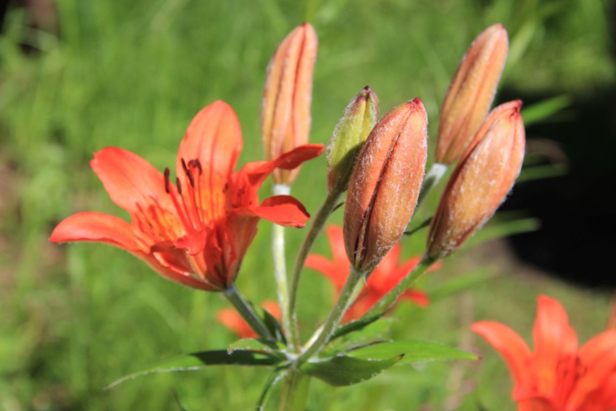 Якутская Лилия Сардаана