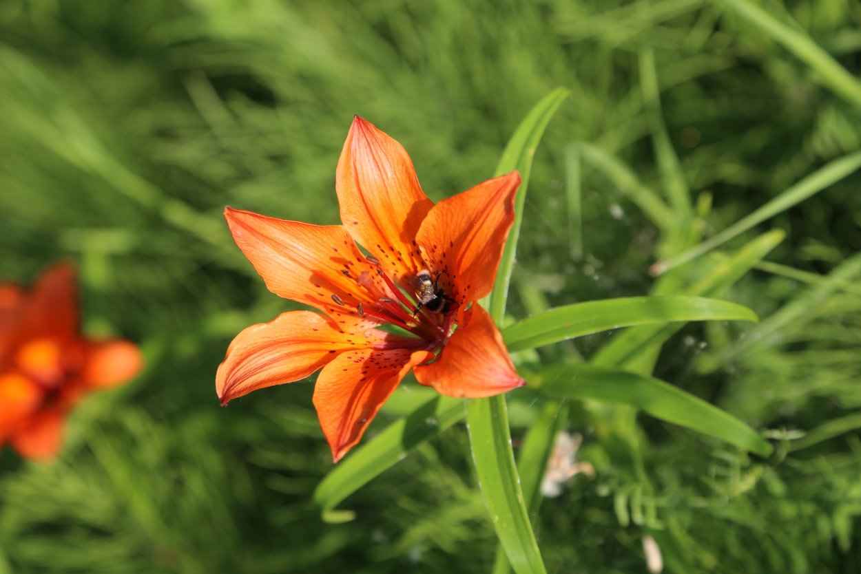 Сардаана сибэкки