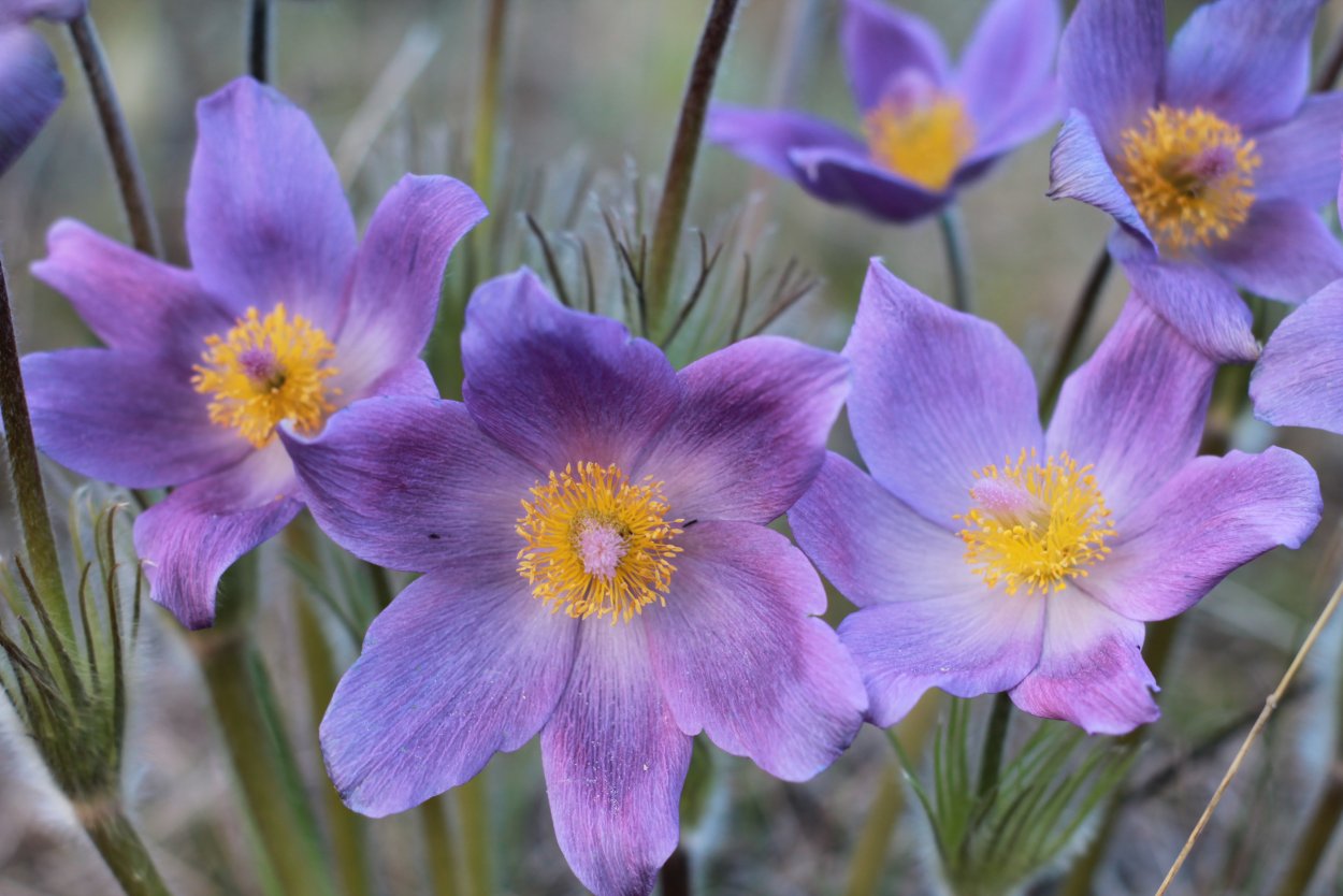 Первоцветы Забайкалья прострел сон трава