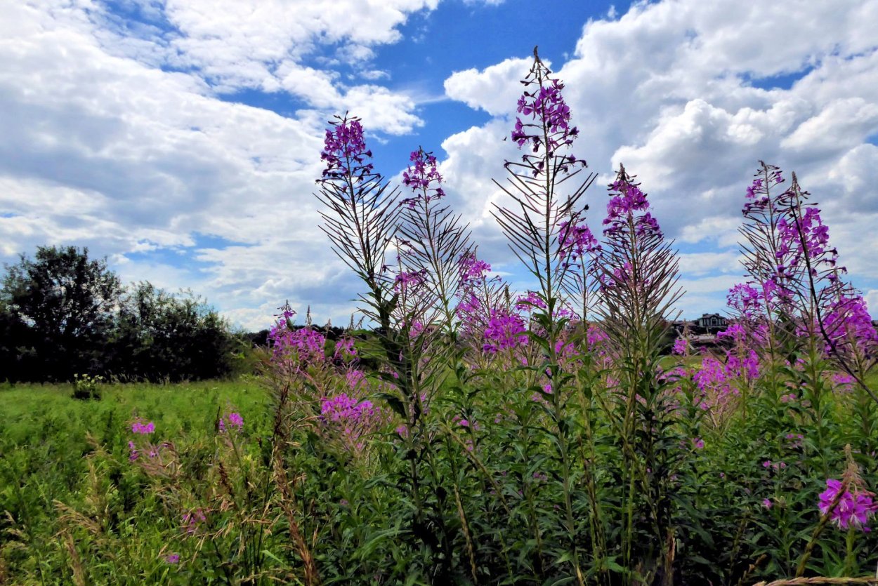Кипрей Степной