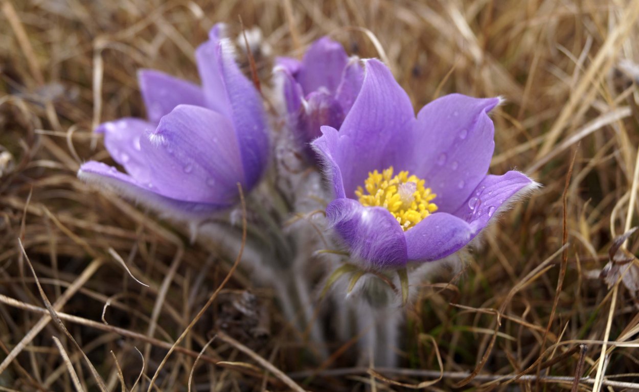 Ньургуьун сибэкки