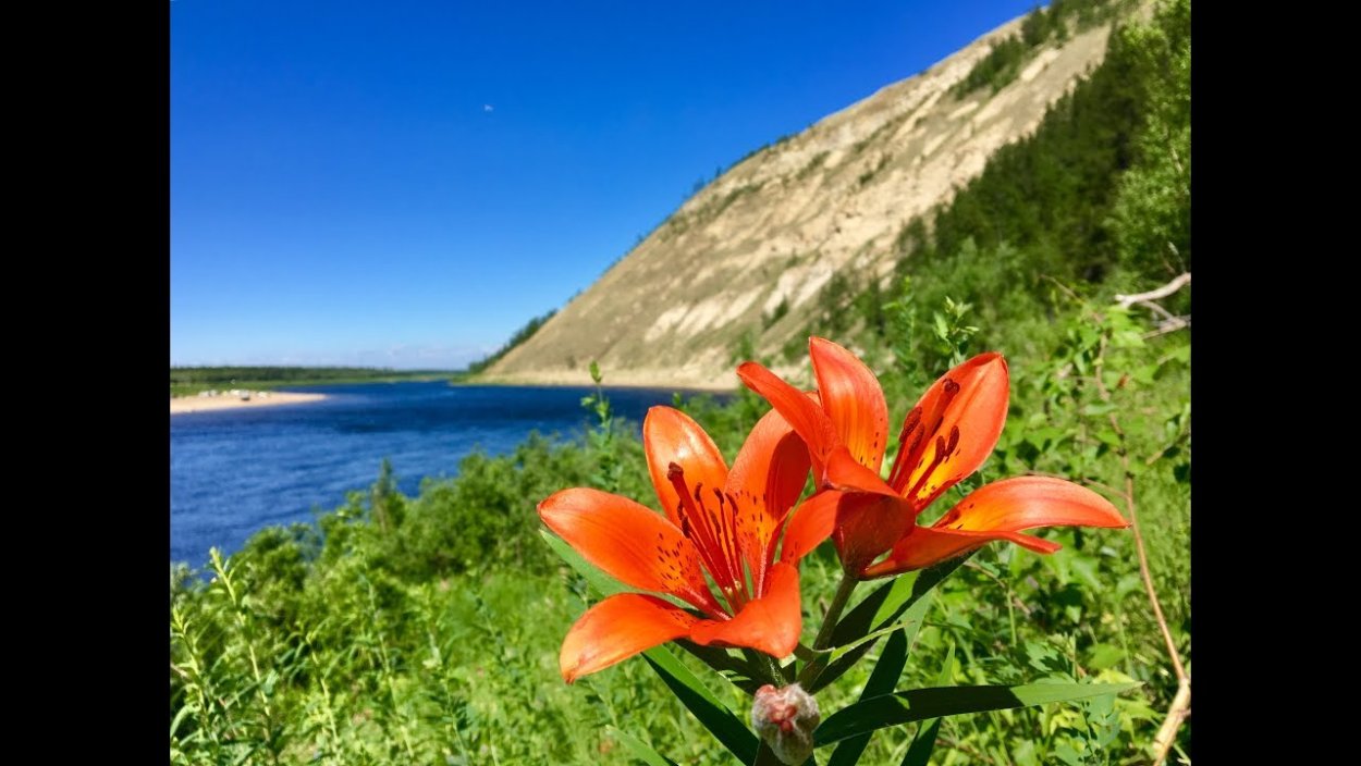 Сардаана сибэкки