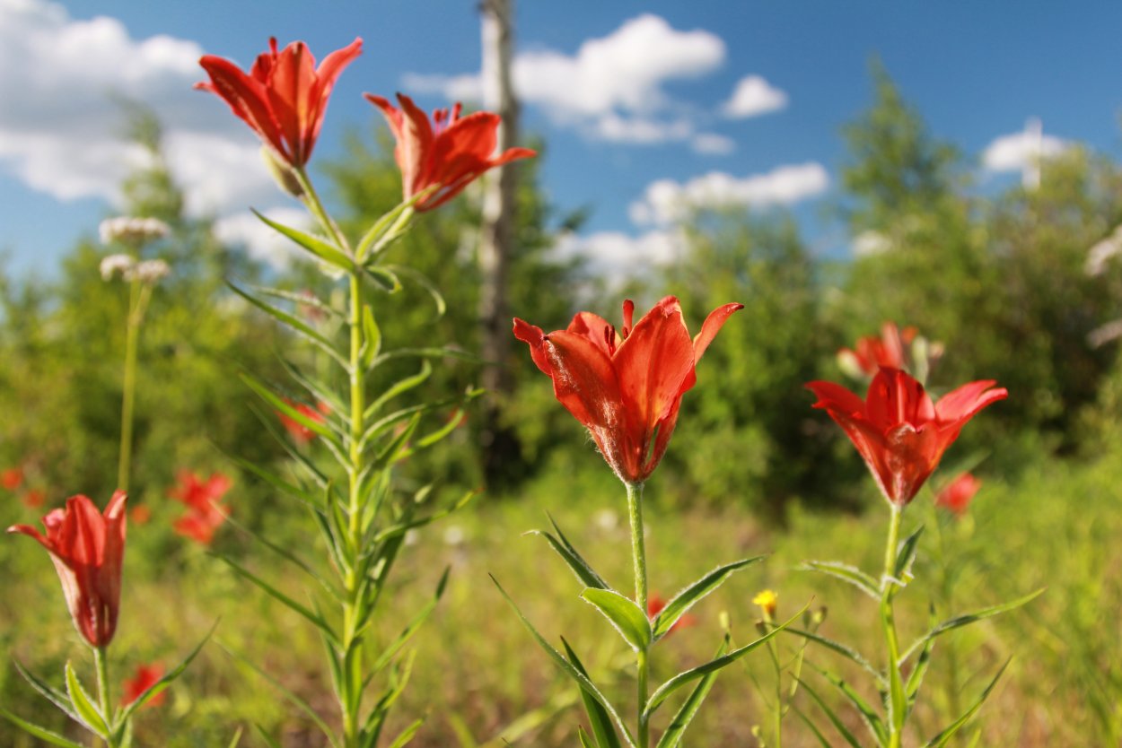 Якутская Лилия Сардаана