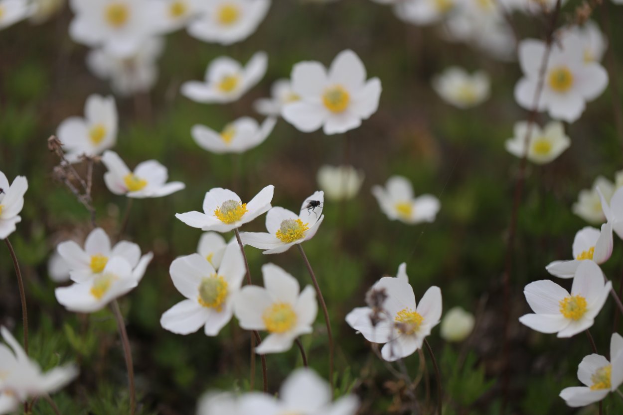 Растения Саха Якутия