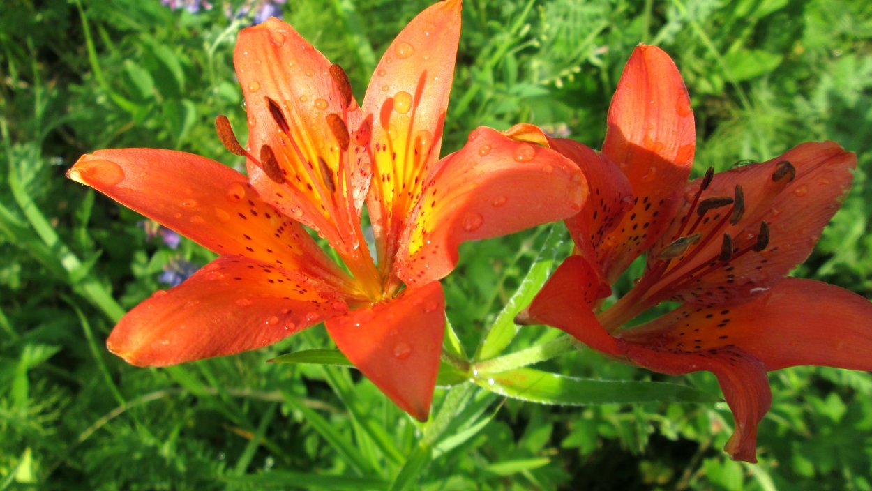 Лилия Дальневосточная саранка